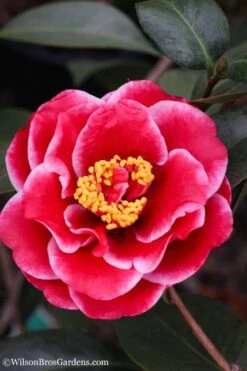 Tama Vino Camellia Japonica - 1 Gallon Pot