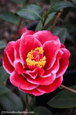 Tama Vino Camellia Japonica - 1 Gallon Pot -Garden Plants Camellia Tama Vinio 7