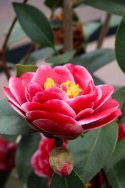 Tama Vino Camellia Japonica - 1 Gallon Pot -Garden Plants Camellia Tama Vinio 8