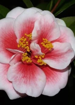 Tama Vino Camellia Japonica - 1 Gallon Pot -Garden Plants Camellia Tama Vino 4