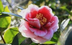 Tama Vino Camellia Japonica - 1 Gallon Pot -Garden Plants Camellia Tama Vino 7