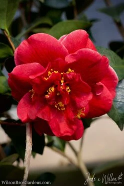 Tama Vino Camellia Japonica - 1 Gallon Pot -Garden Plants Camellia Tama Vino JW 1