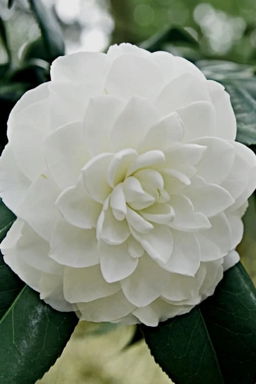 White By The Gate Camellia Japonica - 1 Gallon Pot 1 White By The Gate Camellia Japonica - 1 Gallon Pot