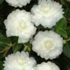 October Magic White Shishi Gashira Dwarf Camellia Sasanqua - 3 Gallon Pot