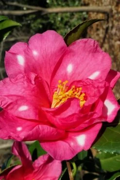 Winter's Fire Cold Hardy Camellia - 3 Gallon Pot -Garden Plants Camellia Winters Fire 1