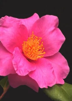Winter's Fire Cold Hardy Camellia - 3 Gallon Pot -Garden Plants Camellia Winters Fire 13
