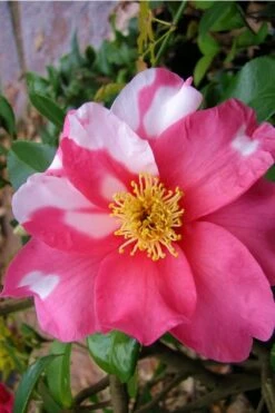 Winter's Fire Cold Hardy Camellia - 3 Gallon Pot -Garden Plants Camellia Winters Fire 5