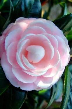 Winter's Rose Cold Hardy Dwarf Camellia - 3 Gallon Pot -Garden Plants Camellia Winters Rose 6 1