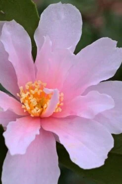 Winter's Toughie Cold Hardy Camellia - 3 Gallon Pot -Garden Plants Camellia Winters Toughie 3