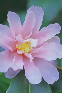 Winter's Toughie Cold Hardy Camellia - 3 Gallon Pot -Garden Plants Camellia Winters Toughiet 6