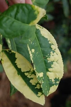 Yellow Big Leaf Tea Plant - Camellia Sinensis - 3 Gallon Pot 7 Yellow Big Leaf Tea Plant - Camellia Sinensis - 3 Gallon Pot -Garden Plants Camellia Yellow Big Leaf Leaves