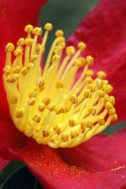 Yuletide Camellia Sasanqua - 6 Pack Of 1 Gallon Pots 12 Yuletide Camellia Sasanqua - 6 Pack Of 1 Gallon Pots -Garden Plants Camellia Yuletide 30