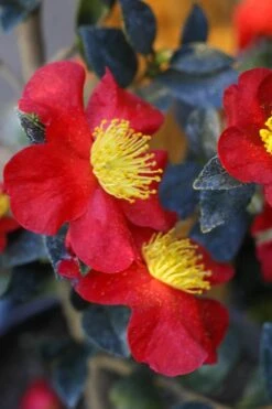 Yuletide Camellia Sasanqua - 6 Pack Of 1 Gallon Pots 11 Yuletide Camellia Sasanqua - 6 Pack Of 1 Gallon Pots -Garden Plants Camellia Yuletide 32
