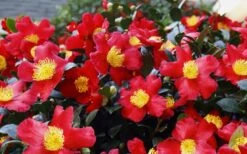 Yuletide Camellia Sasanqua - 6 Pack Of 1 Gallon Pots 13 Yuletide Camellia Sasanqua - 6 Pack Of 1 Gallon Pots -Garden Plants Camellia Yuletide 34
