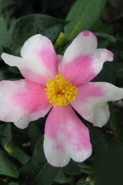 Yume Camellia Sasanqua - 3 Gallon Pot -Garden Plants Camellia Yume 2