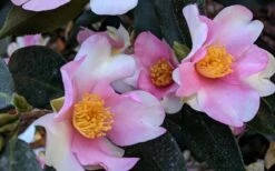 Yume Camellia Sasanqua - 3 Gallon Pot -Garden Plants Camellia Yume 5