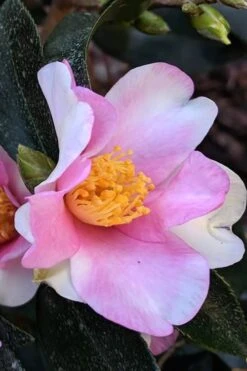 Yume Camellia Sasanqua - 3 Gallon Pot -Garden Plants Camellia Yume 7