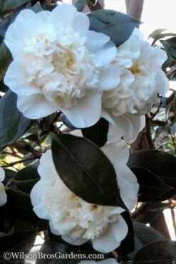 Fifth Avenue White Camellia Japonica - 3 Gallon Pot -Garden Plants Camellia fifth avenue 20