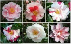 Lady Vansittart Multicolor Camellia Japonica - 2 Gallon Pot -Garden Plants CamelliaLadyVasittart 2