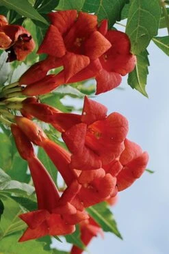 Balboa Sunset Trumpet Vine (Campsis Radicans) - 5 Gallon Pot -Garden Plants Campsis Balboa Sunset 3