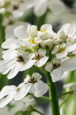 Tahoe Candytuft - Iberis Sempervirens - 10 Count Flat Of Quart Pots -Garden Plants Candytuft Tahoe 1