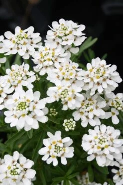 Tahoe Candytuft - Iberis Sempervirens - 10 Count Flat Of Quart Pots -Garden Plants Candytuft Tahoe 2