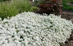 Tahoe Candytuft - Iberis Sempervirens - 10 Count Flat Of Quart Pots -Garden Plants Candytuft Tahoe 3