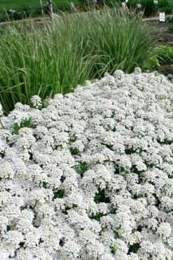Tahoe Candytuft - Iberis Sempervirens - 10 Count Flat Of Quart Pots -Garden Plants Candytuft Tahoe 5
