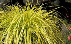 Evercolor Everillo Carex - 10 Pack Of Quart Pots 9 Evercolor Everillo Carex - 10 Pack Of Quart Pots -Garden Plants Carex Everillo Plant 1
