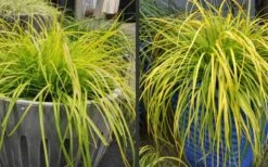 Evercolor Everillo Carex - 10 Pack Of Quart Pots 10 Evercolor Everillo Carex - 10 Pack Of Quart Pots -Garden Plants Carex Everillo Plant Containers