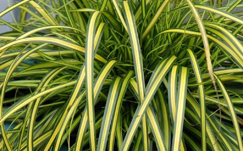 Evercolor Eversheen Carex - 10 Pack Of Quart Pots 4 Evercolor Eversheen Carex - 10 Pack Of Quart Pots - Image 4