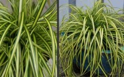 Evercolor Eversheen Carex - 5 Pack Of Quart Pots -Garden Plants Carex Eversheen 2 1