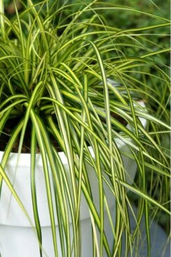 Evercolor Eversheen Carex - 10 Pack Of Quart Pots