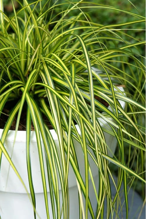 Evercolor Eversheen Carex - 10 Pack Of Quart Pots 1 Evercolor Eversheen Carex - 10 Pack Of Quart Pots