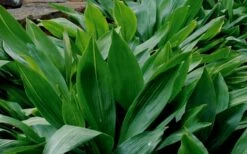 Cast Iron Plant - 1 Gallon Pot -Garden Plants Cast Iron Plant 1 1