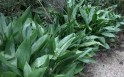 Cast Iron Plant - 1 Gallon Pot -Garden Plants Cast Iron Plant 3 1