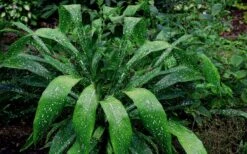 Spek-tacular Cast Iron Plant - 3 Gallon Pot -Garden Plants Cast Iron Plant Spektacular 5