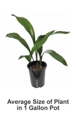 Cast Iron Plant - 1 Gallon Pot -Garden Plants Cast iron Plant 20 1
