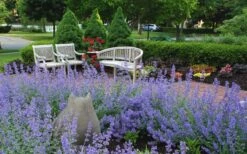 Walker's Low Catmint (Nepeta X Faassenii) - 1 Gallon Pot -Garden Plants Catmint Walkers Low 1