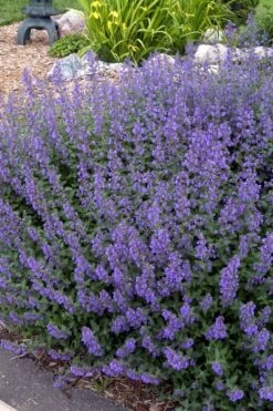 Walker's Low Catmint (Nepeta X Faassenii) - 1 Gallon Pot -Garden Plants Catmint Walkers Low 4