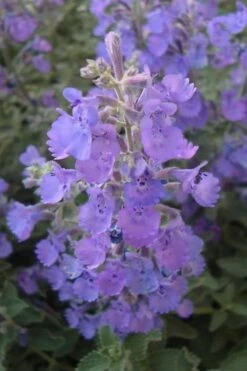 Walker's Low Catmint (Nepeta X Faassenii) - 1 Gallon Pot -Garden Plants Catmint Walkers Low 5