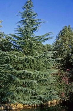 Deodar Cedar Tree - 6 Pack Of 1 Gallon Pots 12 Deodar Cedar Tree - 6 Pack Of 1 Gallon Pots -Garden Plants Cedar Deodar 23
