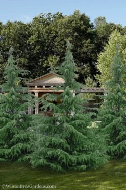 Deodar Cedar Tree - 6 Pack Of 1 Gallon Pots 11 Deodar Cedar Tree - 6 Pack Of 1 Gallon Pots -Garden Plants Cedar Deodar 24