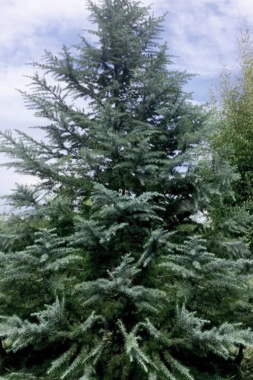 Patti Faye Deodar Cedar - 7 Gallon Pot 1 Patti Faye Deodar Cedar - 7 Gallon Pot