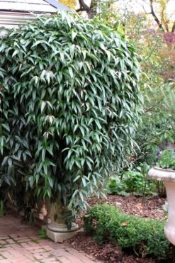 Snowdrift Evergreen Clematis Armandii - 2 Gallon Pot -Garden Plants Clematis Armandii Snowdrift 52 1