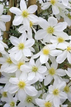 Avalanche Evergreen Clematis - 2 Gallon Pot -Garden Plants Clematis Avalanche 10