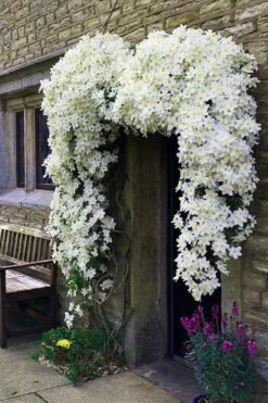 Avalanche Evergreen Clematis - 2 Gallon Pot -Garden Plants Clematis Avalanche 7