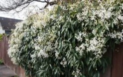 Snowdrift Evergreen Clematis Armandii - 1 Gallon Pot -Garden Plants Clematis Snowdrift 22