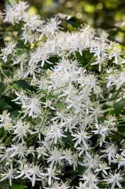 Sweet Autumn Clematis Terniflora - 3 Gallon Pot -Garden Plants Clematis Sweet Autumn 2 1