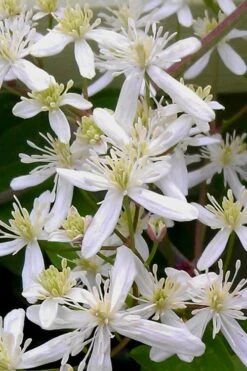 Sweet Autumn Clematis Terniflora - 3 Gallon Pot -Garden Plants Clematis Sweet Autumn 5 1